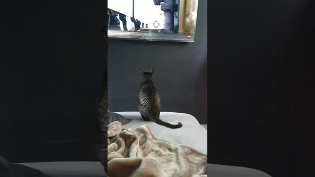 Пингвины Мадагаскара    #котикирулят #корнишрекс #