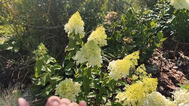Мой цветущий сад!🌺💮🌸 Нежная красота гортензий. Прелести каждого сорта.#питомникрастенибеларусь