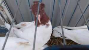 головастики красноголовые чубатые