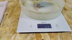 СКОЛЬКО СЪЕЛИ ПЕРЕПЕЛА ЗА 10 ДНЕЙ КАК ОНИ ВЫГЛЯДЯТ ЛИЧНЫЙ ОПЫТ