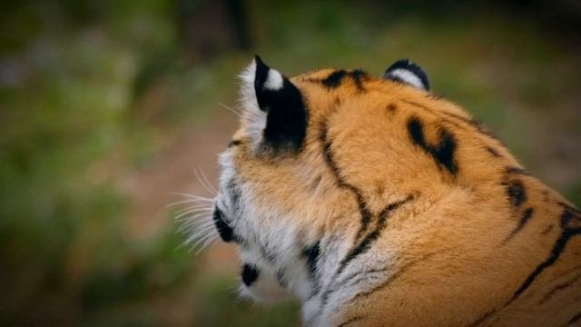 Ужас...Тигр-людоед#несмотри#амурныйтигр