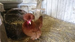 КУРИНЫЕ БУДНИ. ХОХЛАТАЯ КУРИЦА ПОЁТ Петух все порешал!