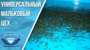 Мини универсальный мальковый цех