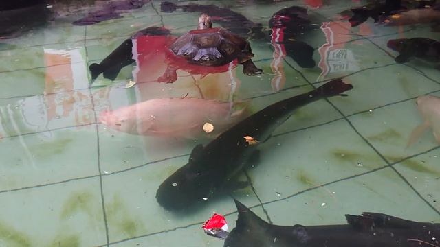 Arapaima Gigas In My Fish Pond