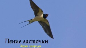 Звук пения ласточки. Звуки природы
