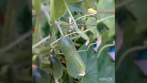 огурец Генеральский суперпучковый