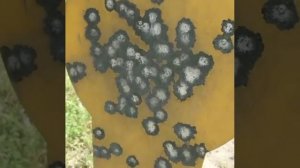 Гонг бронесталь д150, толщина 14мм