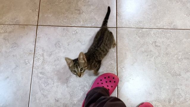 保護した子猫が破壊的な可愛さと活発さになってきました…