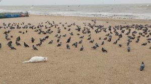 МАХАЧКАЛА ГОРОДСКОЙ ПЛЯЖ