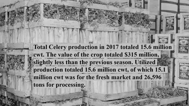 Celery - Benefits the Digestive and Cardiovascular Systems & Lowers Blood Pressure & LDL Cholestero смотреть онлайн