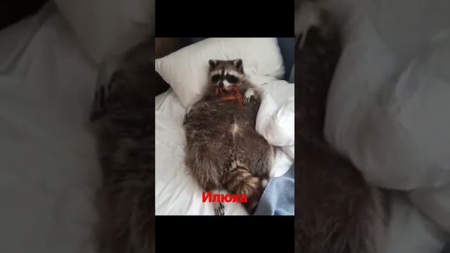 #ямыилюша #енотики #raccoon #помощьбездомнымживотным #животные #котики #собачки