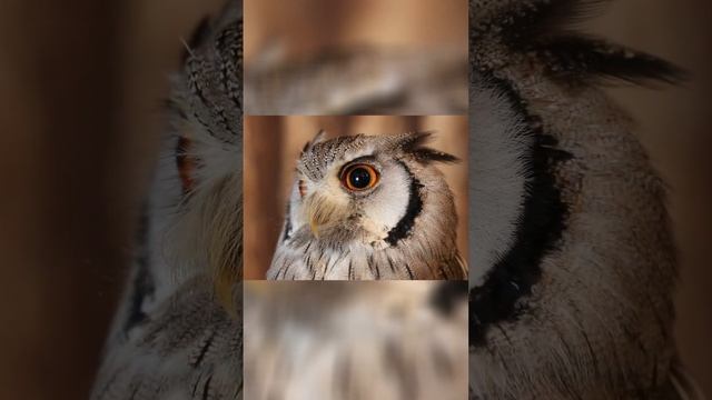 Owls Play an Important role in Balancing Ecosystems