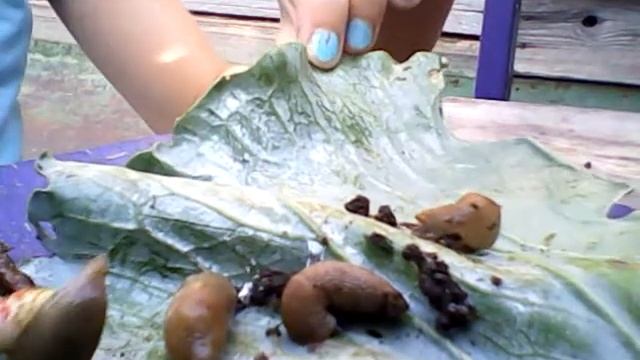 мои слизняки скоро соревнования если это видео наберет 5 лайков смотреть онлайн