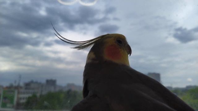 Доброе утро от кореллы Гошки. Поем в любую погоду. смотреть онлайн