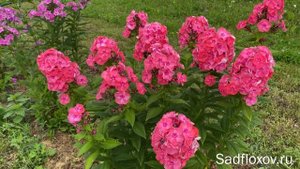 Новый флокс моей селекции Яркая Жизнь