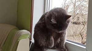 Кошка умывается🦚❤🦚🦚❤❤🦚 Cat clean.