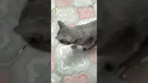 Как Научить Кошку Команде Сидеть