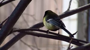 Весенняя песня синицы