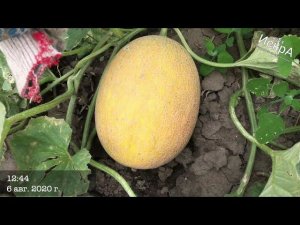 Дыня Мирон F1 (поздняя посадка)