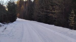 Прогулка с собаками...Пушнины нет...