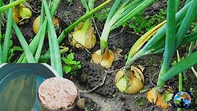 ЧЕМ ПОДКОРМИТЬ ЛУК В ИЮНЕ-ИЮЛЕ ДЛЯ КРУПНЫХ ЗДОРОВЫХ  ГОЛОВОК.ЗАЩИТА ОТ ЛУКОВОЙ МУХИ .
