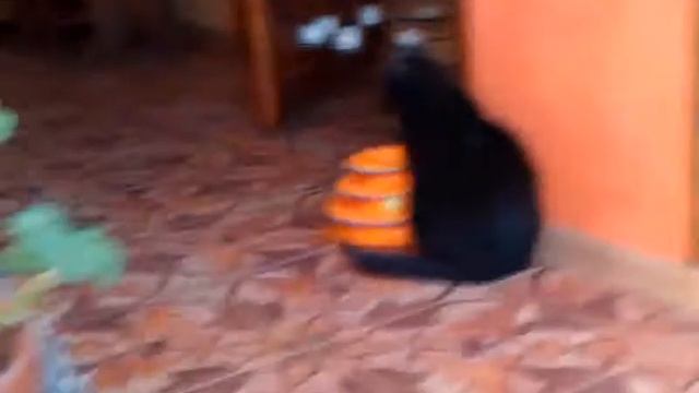 Николь и новая игрушка Petstages смотреть онлайн