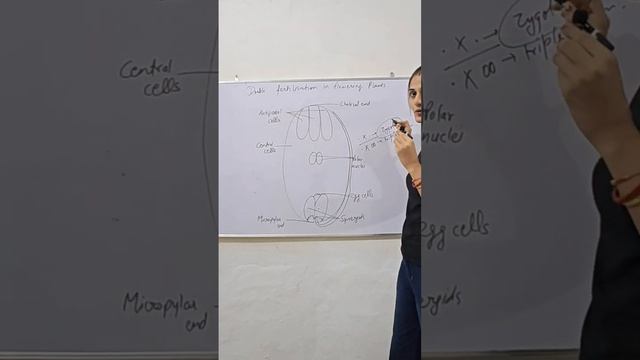 Double fertilisation in flowering plants in 30 seconds . #biology #education #sciencestudents