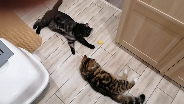 Кошки мило играют 😻
