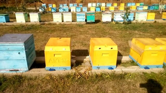 Первые итоги засева маток смотреть онлайн