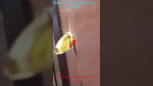 бабочка капустница вылазит из кокона