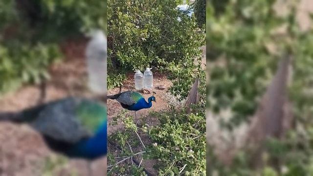 Какой такой павлин-мавлин))🦚 #испанскаяжизнь