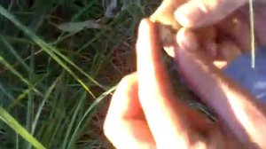 идем копать ятрышник Нижегородская область