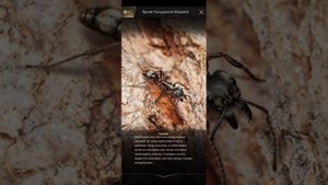 the ants underground kingdom сюжет нового спеца яркий панцирный муравей топ охраны