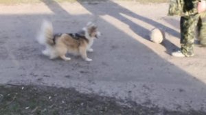 собака играет в футбол