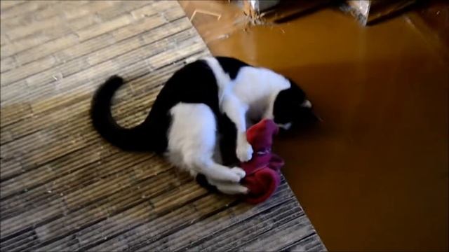 удивленная морда смотреть онлайн