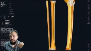 Анатомия Малоберцовой кости. Лекция 19