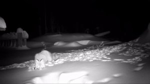 Фотоловушка (ночные съёмки)