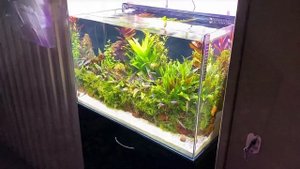 Креветочник с неонами !