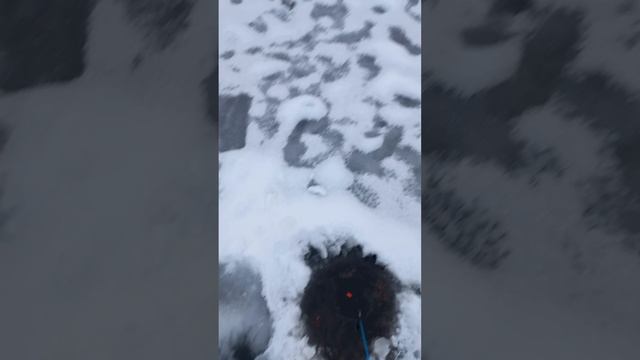 Рыбалка зимняя как весной #рыбалка #рыбалка2024 #зимняярыбалка #зимняярыбалка #зимняярыбалка20242025 смотреть онлайн