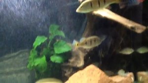 скаты,цихлы