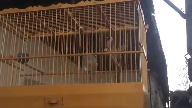 Щегол черноголовый (Goldfinch)