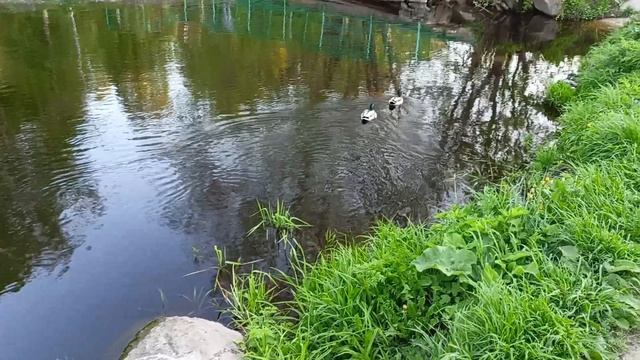 Ивушки