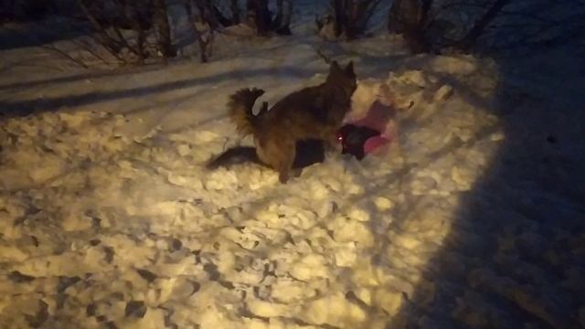 VID_20241213_212612.mp4 смотреть онлайн