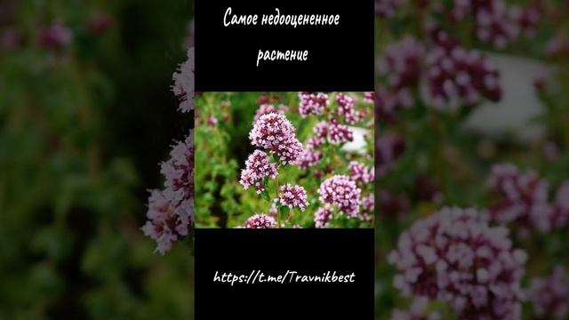 Душица самое недооцененное растение России #фитотерапия #самолечение #орегано #лечениетравами
