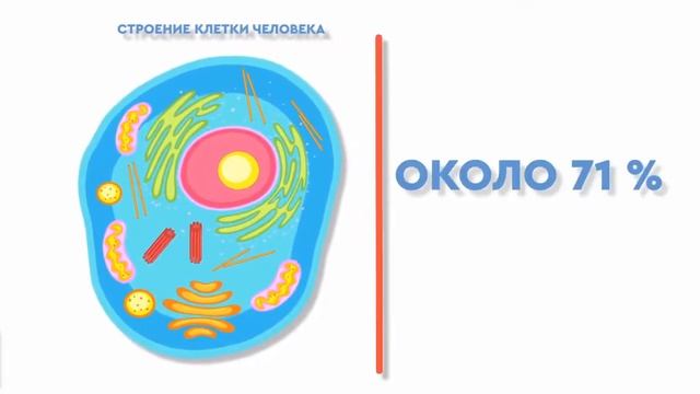 Зачем человеку нужна вода? смотреть онлайн