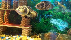 Мои астранотусы играют.....