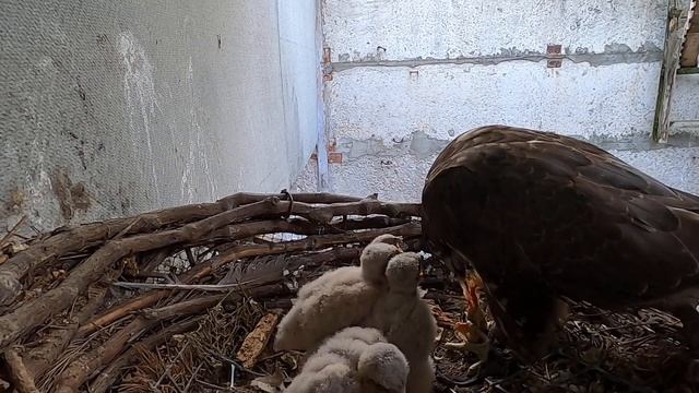 балабан годуе пташенят боревітра.  балабан кормит  птенцов пустельги.Saker feeds the Kestrel chicks