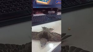 Как кормить стрижа. Как его выкормить стрижей.