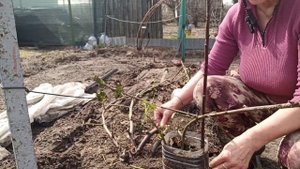 Пора раскрывать и подвязывать на шпалеру ЕЖЕВИКУ