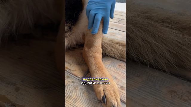 Периферические отёки - важный симптом #собака #ветеринар #заболела #животные смотреть онлайн